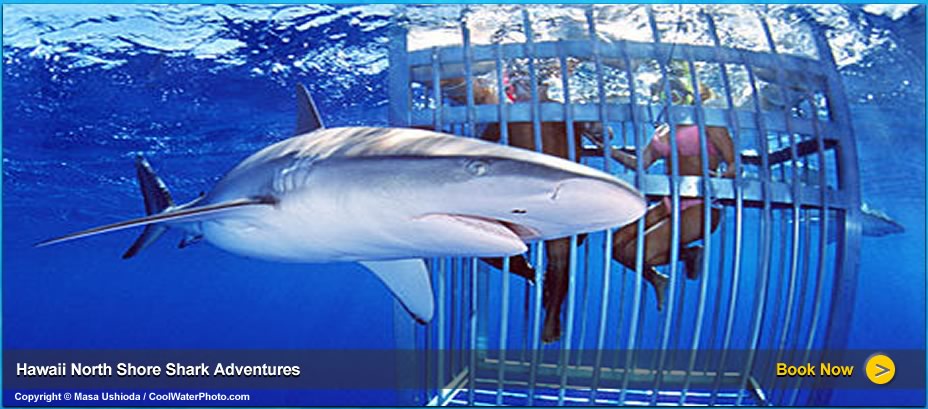 Swim and dive with sharks in Oahu with Sav-On Tours Hawaii best shark cage tours.