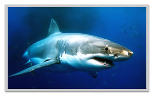 Dive and swim with sharks in Hawaii with Sav-On Tours shark cage encounters and adventure tours discounts.