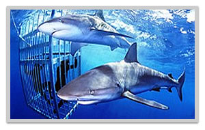 Dive and swim with sharks in Hawaii with Sav-On Tours shark cage encounters and adventure tours discounts.